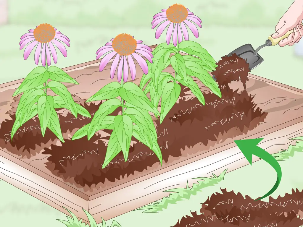 Как разделить цветы Coneflowers (с картинками)
