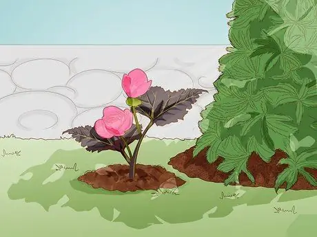 Заставьте бегонию цвести, шаг 2 Заставьте бегонию цвести, шаг 2