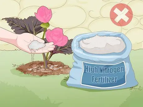 Заставить бегонию цвести Шаг 6 Заставить бегонию цвести Шаг 6