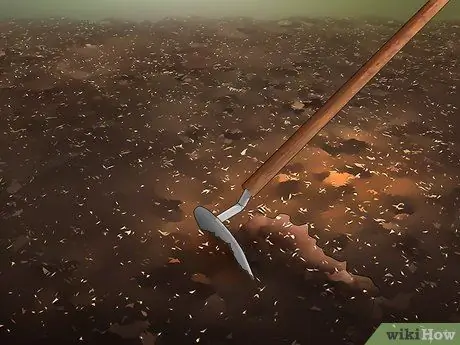 Растение Хостас Шаг 3 Растение Хостас Шаг 3