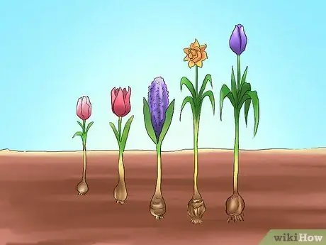 Пересадка луковиц Шаг 4 Пересадка луковиц Шаг 4