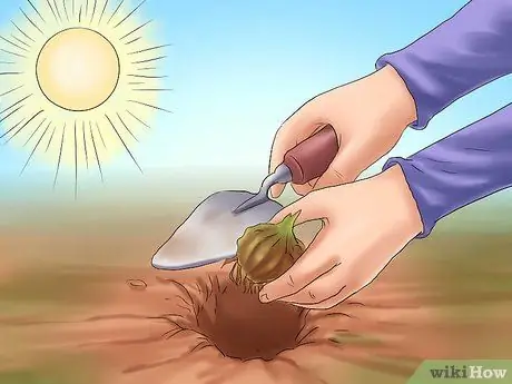 Пересадка луковиц Шаг 6 Пересадка луковиц Шаг 6