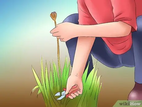 Дедхед и Ирис Шаг 3 Дедхед и Ирис Шаг 3