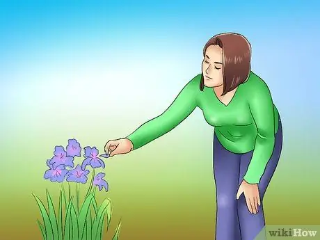 Дедхед и Ирис Шаг 6 Дедхед и Ирис Шаг 6