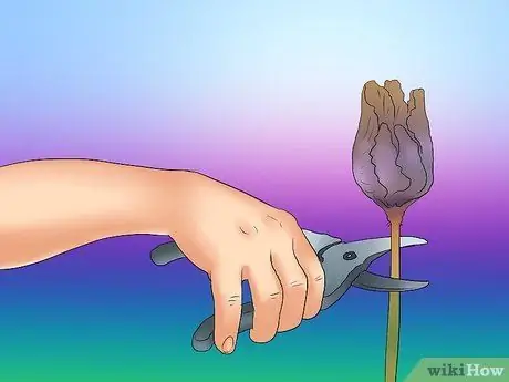 Дедхед и Ирис Шаг 7 Дедхед и Ирис Шаг 7