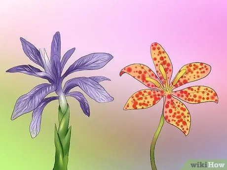 Дедхед и Ирис Шаг 8 Дедхед и Ирис Шаг 8