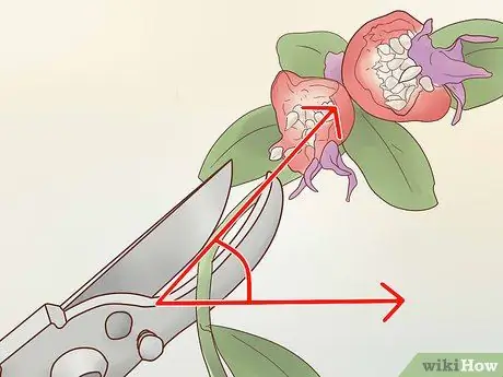 Чернослив Rosa Rugosa Шаг 2 Чернослив Rosa Rugosa Шаг 2