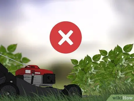 Избавьтесь от присосок с куста роз, шаг 10 Избавьтесь от присосок с куста роз, шаг 10