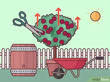 Черносливовые розы Шаг 11 Черносливовые розы Шаг 11
