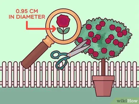 Черносливовые розы Шаг 12 Черносливовые розы Шаг 12