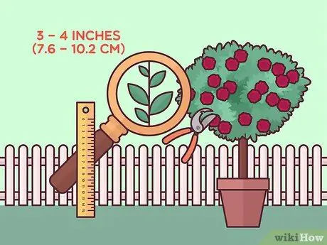 Черносливовые розы Шаг 16 Черносливовые розы Шаг 16