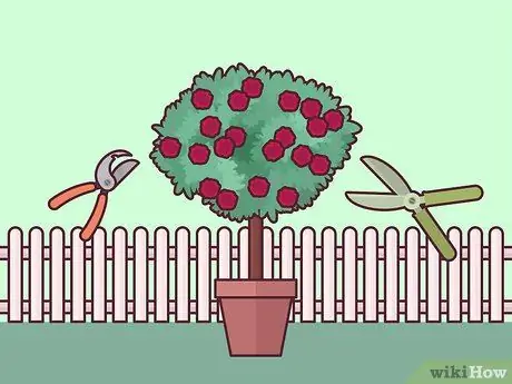 Черносливовые розы, шаг 2 Черносливовые розы, шаг 2