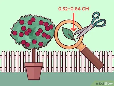 Черносливовые розы Шаг 8 Черносливовые розы Шаг 8