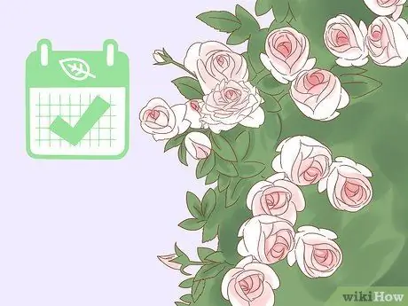 Посадить плетистую розу Шаг 1 Посадить плетистую розу Шаг 1