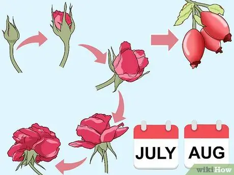 Корм для шиповника Шаг 4 Корм для шиповника Шаг 4