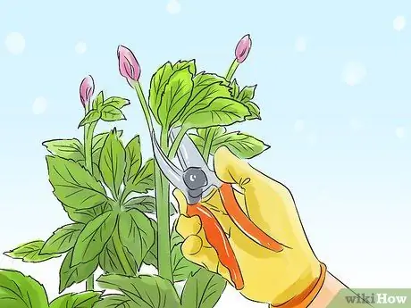 Чернослив Helleborus Winter Roses Step 2 Чернослив Helleborus Winter Roses Step 2