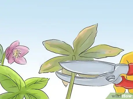 Чернослив Helleborus Winter Roses Step 3 Чернослив Helleborus Winter Roses Step 3