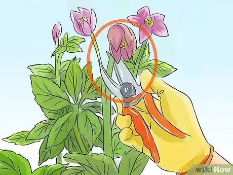 Чернослив Helleborus Winter Roses Step 5 Чернослив Helleborus Winter Roses Step 5