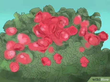 Черносливовые розы, шаг 1 Черносливовые розы, шаг 1