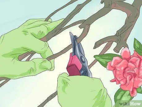 Черносливовые дрейфующие розы, шаг 7 Черносливовые дрейфующие розы, шаг 7