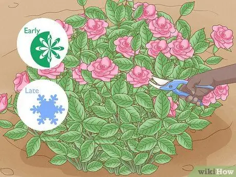 Черносливовые кустовые розы Шаг 1 Черносливовые кустовые розы Шаг 1