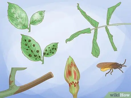 Черносливовые кустовые розы Шаг 16 Черносливовые кустовые розы Шаг 16