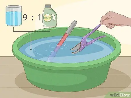 Черносливовые кустовые розы Шаг 4 Черносливовые кустовые розы Шаг 4