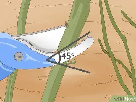 Черносливовые кустовые розы Шаг 5 Черносливовые кустовые розы Шаг 5