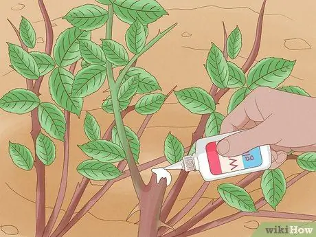 Черносливовые кустовые розы Шаг 7 Черносливовые кустовые розы Шаг 7