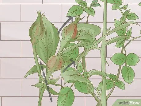 Черносливовые чайные розы Шаг 7 Черносливовые чайные розы Шаг 7