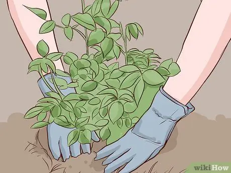 Купить кусты роз шаг 4 Купить кусты роз шаг 4