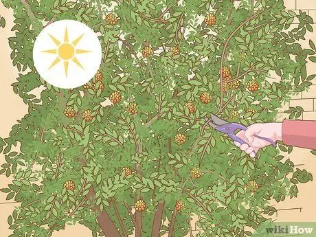 Чернослив длинноногая пираканта, шаг 7 Чернослив длинноногая пираканта, шаг 7