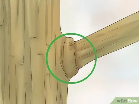 Prune Nyssa Sylvatica Шаг 7 Prune Nyssa Sylvatica Шаг 7