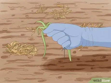 Вырастить весенний сад Шаг 4