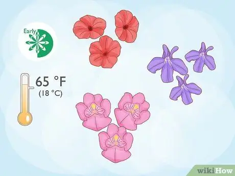 Вырастить весенний сад Шаг 9