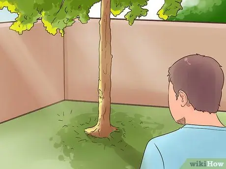 Посадите Mondo Grass Step 1 Посадите Mondo Grass Step 1