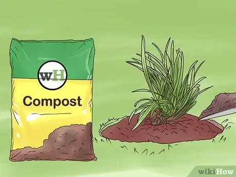Посадите Mondo Grass Step 10 Посадите Mondo Grass Step 10
