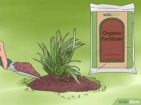 Посадите Mondo Grass Step 11 Посадите Mondo Grass Step 11