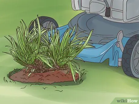 Посадите Mondo Grass Step 12 Посадите Mondo Grass Step 12