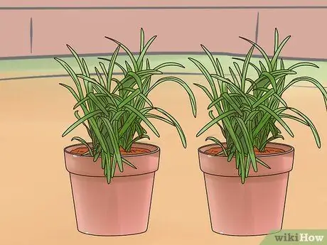 Посадите Mondo Grass Step 4 Посадите Mondo Grass Step 4