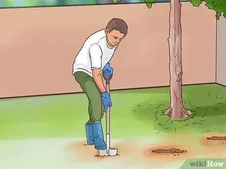 Посадите Mondo Grass Step 5 Посадите Mondo Grass Step 5