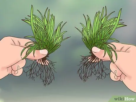 Посадите Mondo Grass Step 6 Посадите Mondo Grass Step 6
