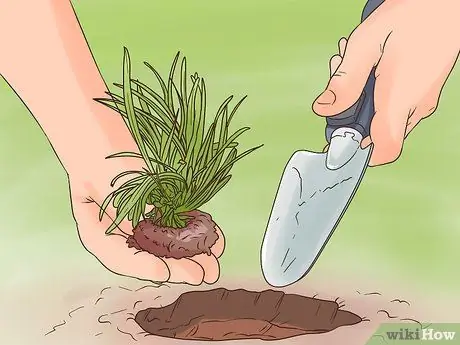 Посадите Mondo Grass Step 7 Посадите Mondo Grass Step 7