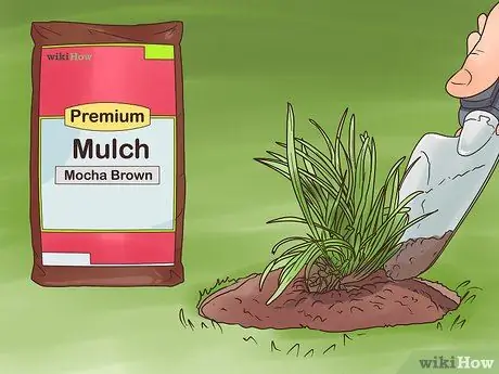 Посадите Mondo Grass Step 8 Посадите Mondo Grass Step 8
