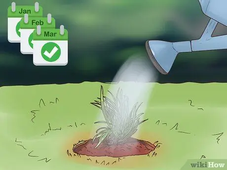 Посадите Mondo Grass Step 9 Посадите Mondo Grass Step 9