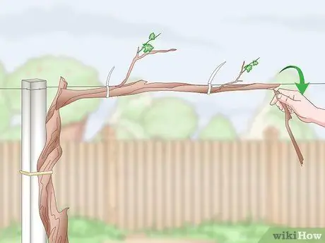 Приручить виноградные лозы, шаг 4 Приручить виноградные лозы, шаг 4