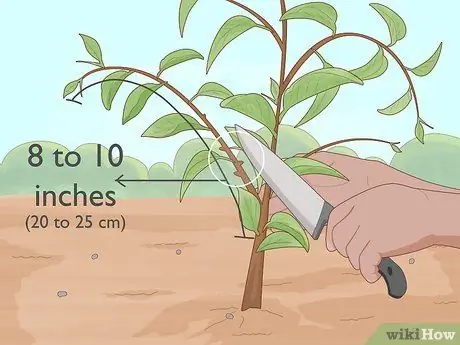 Растение каламанси Шаг 10 Растение каламанси Шаг 10