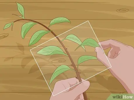 Растение Calamansi Шаг 11 Растение Calamansi Шаг 11