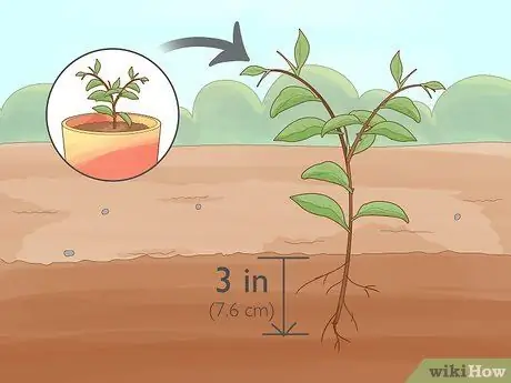 Растение Calamansi Шаг 15 Растение Calamansi Шаг 15