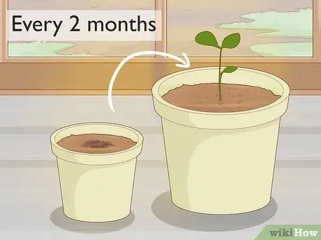 Растение Calamansi Шаг 6 Растение Calamansi Шаг 6